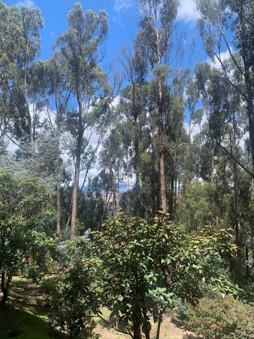 Apartamento de 3 alcobas en venta en Montearroyo, Bogotá, 232 m² · foto 7 de 13