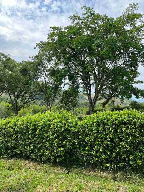 Lote en venta en Kilometro 41, Manizales, 2720 m² · foto 6 de 24