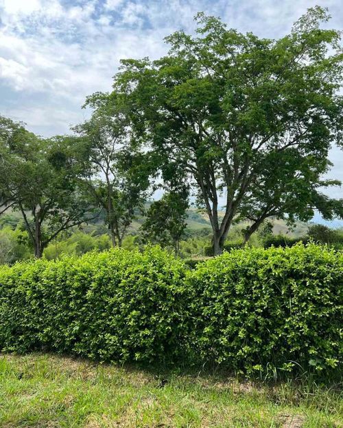 Lote en venta en Colombia, Manizales, 1370 m² · foto 6 de 24