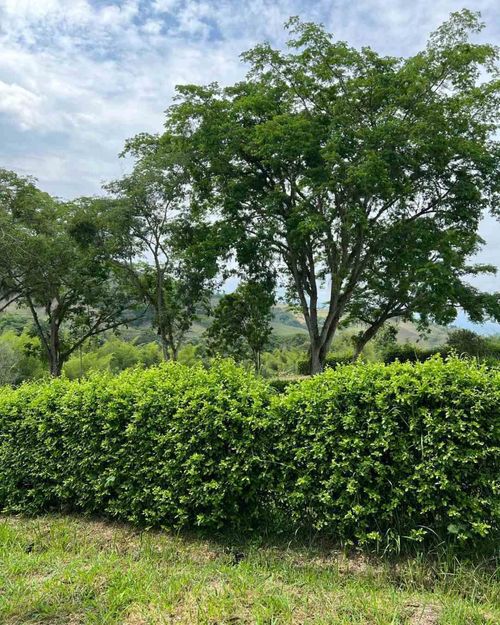Lote en venta en Colombia, Manizales, 1370 m² · foto 7 de 24