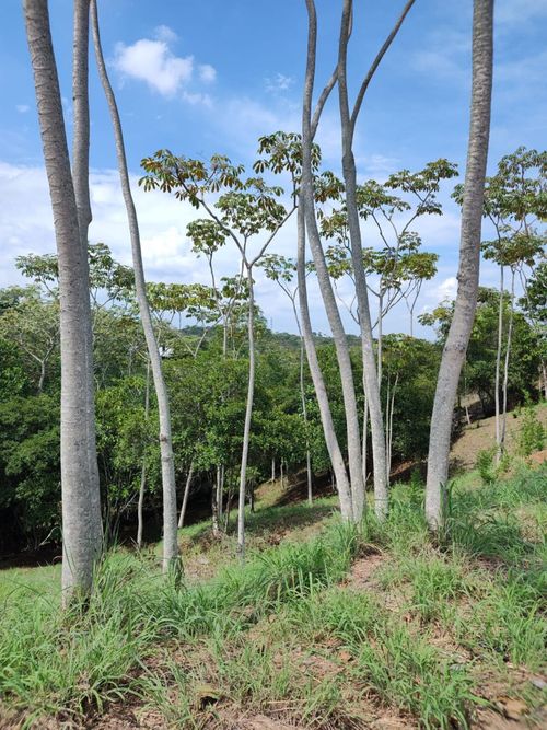 Lote en venta en Pance, Cali, 12 m² · foto 12 de 14