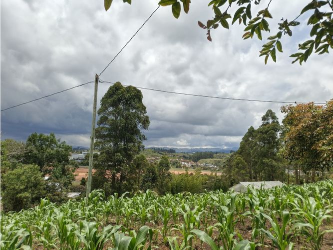 Finca en venta en La Mosca, Rionegro, 9500 m² · foto 3 de 18