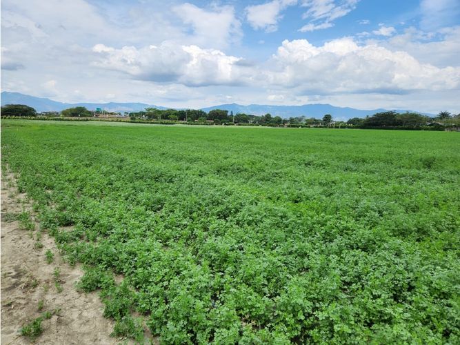Lote en venta en Rozo, Palmira, 85500 m² · foto 3 de 5