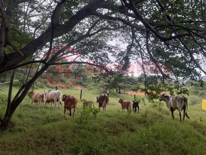 Finca en venta en Juan Frio, Villa del Rosario, 40 m² · foto 10 de 10
