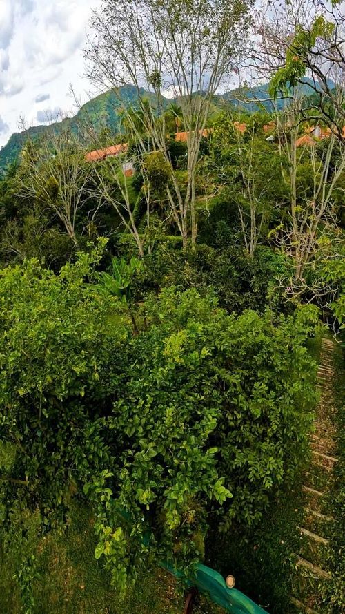 Casa de 4 alcobas en venta en Combia Baja, Pereira · foto 23 de 23