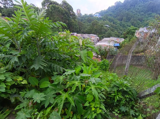 Lote en venta en Fatima, Manizales, 254 m² · foto 2 de 19