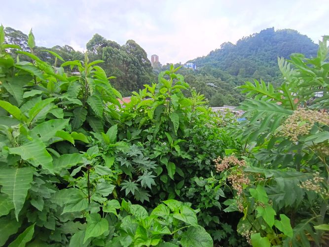Lote en venta en Fatima, Manizales, 254 m² · foto 9 de 19