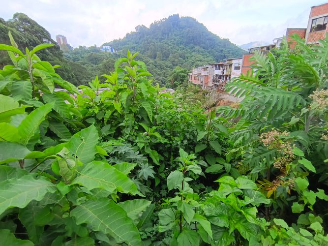 Lote en venta en Fatima, Manizales, 254 m² · foto 16 de 19