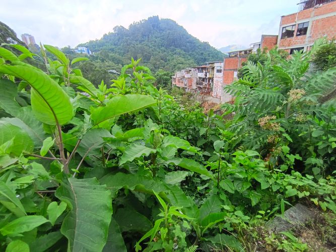 Lote en venta en Fatima, Manizales, 254 m² · foto 18 de 19
