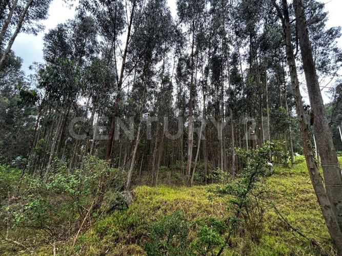Lote en venta en Tibito, Zipaquirá, 3800 m² · foto 13 de 18
