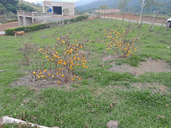Lote en venta en Tablones, Palmira, 3000 m² · foto 4 de 12