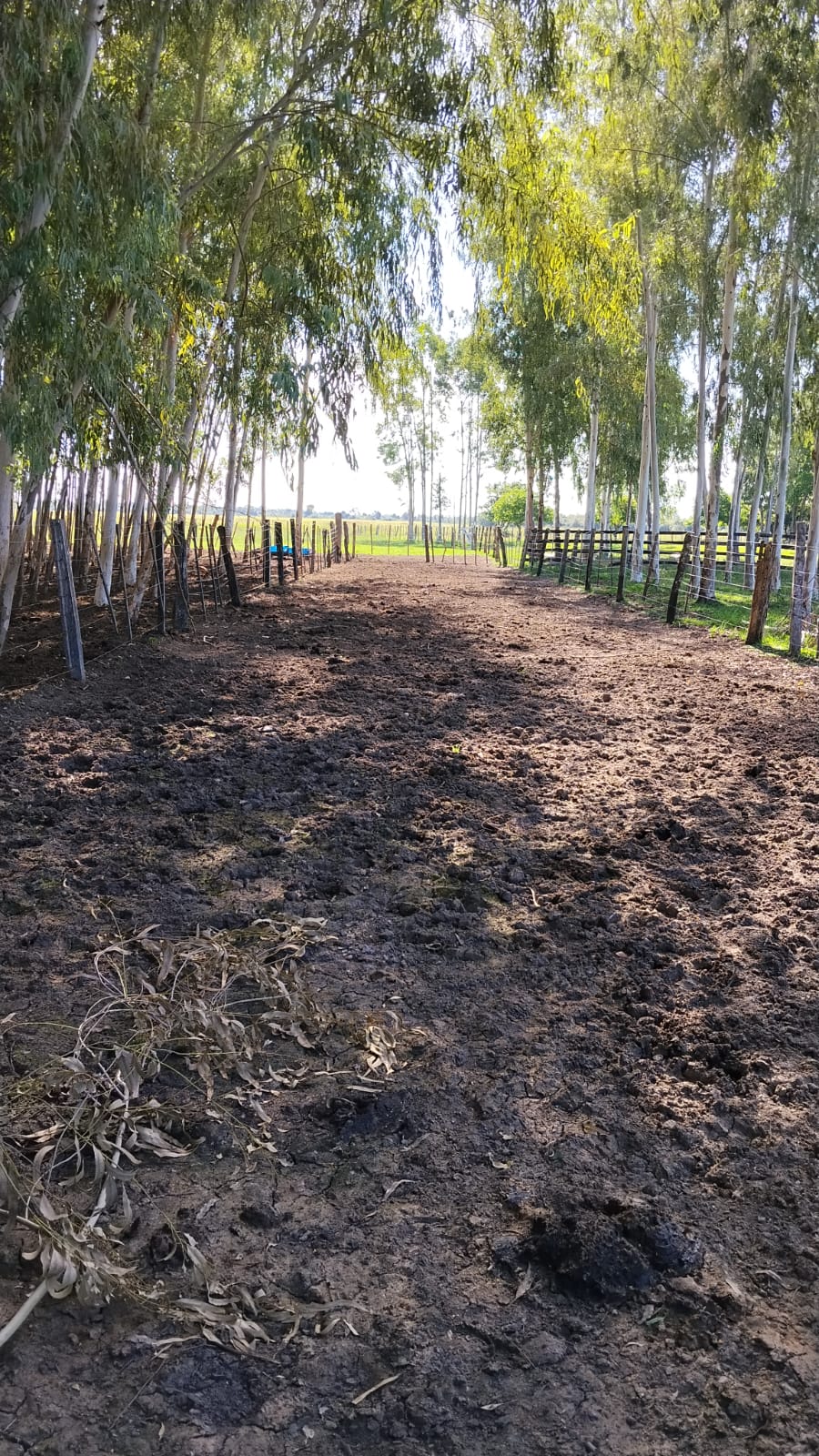 Campo en venta en Arroyos y Esteros — foto 2