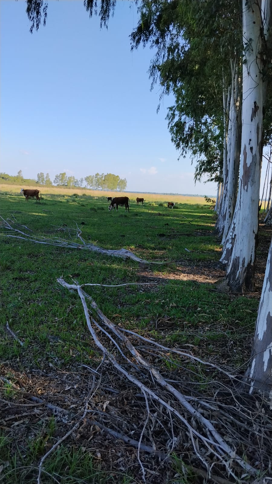 Campo en venta en Arroyos y Esteros — foto 3