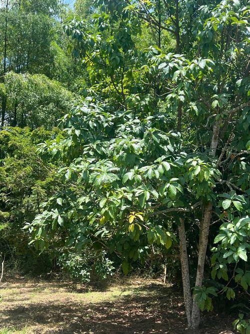 Lote en venta en Ruitoque, Piedecuesta, 1315 m² · foto 7 de 22