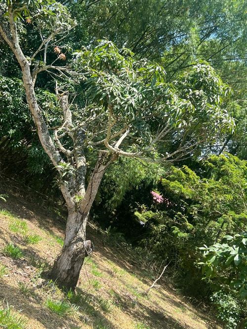 Lote en venta en Ruitoque, Piedecuesta, 1315 m² · foto 12 de 22