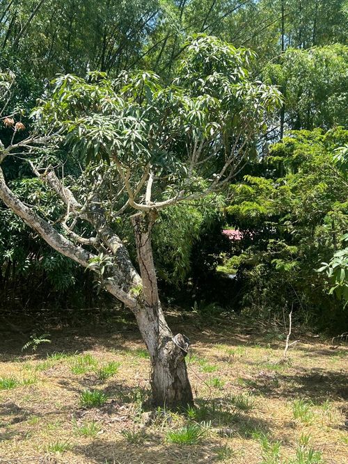 Lote en venta en Ruitoque, Piedecuesta, 1315 m² · foto 3 de 22