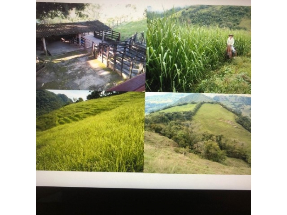 Finca en venta en La pintada 4