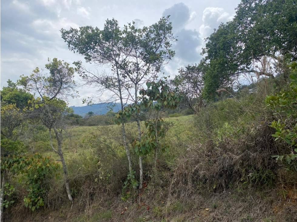 Land in Centro (5000 m²) for Sale - 4