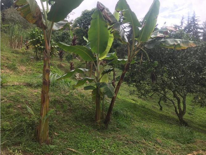 Finca en venta en El Faro, Cali, 17038 m² · foto 19 de 24