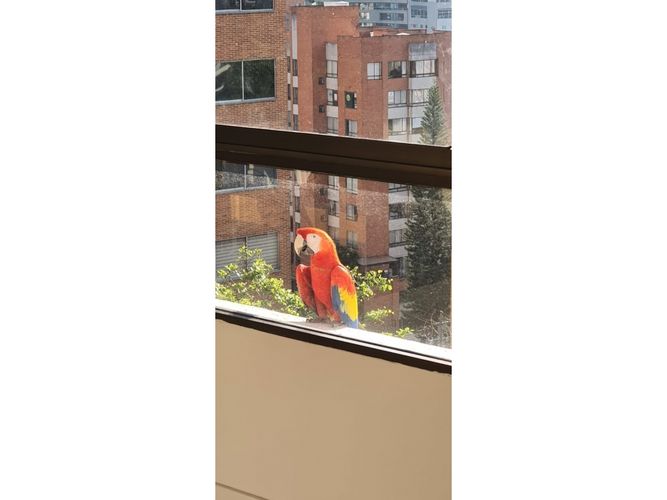 Apartamento de 4 alcobas en venta en El Poblado, Medellín, 256 m² · foto 14 de 24