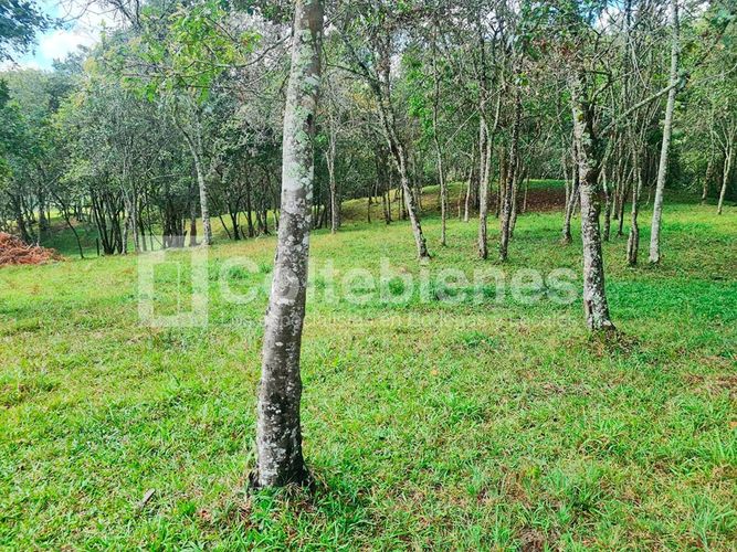 Lote en venta en La Hondita, Guarne, 10000 m² · foto 8 de 15