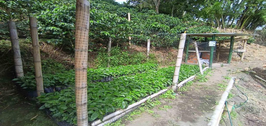 Finca en venta en Alto Bonito, Manizales, 250 m² · foto 6 de 24