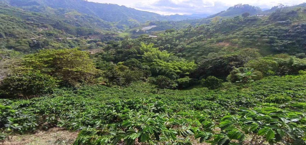 Finca en venta en Alto Bonito, Manizales, 250 m² · foto 8 de 24