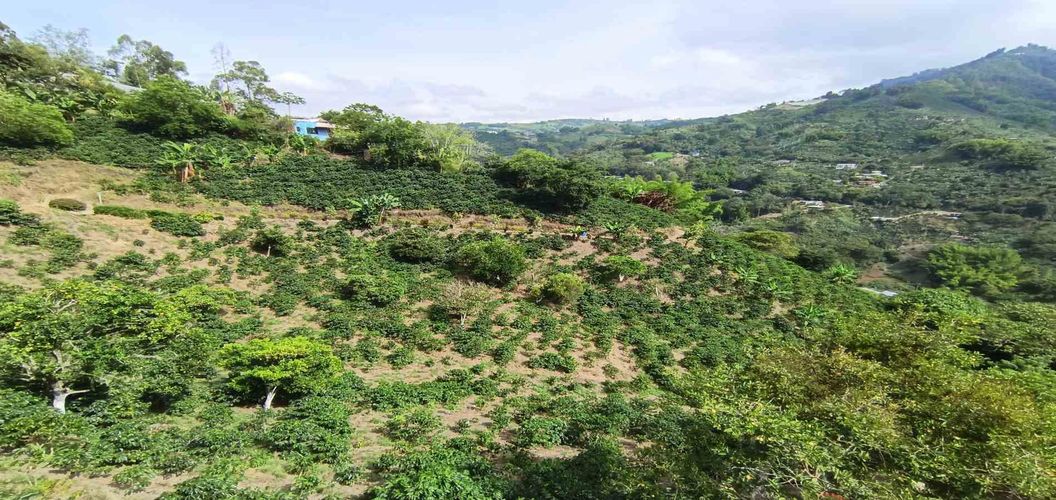 Finca en venta en Alto Bonito, Manizales, 250 m² · foto 9 de 24