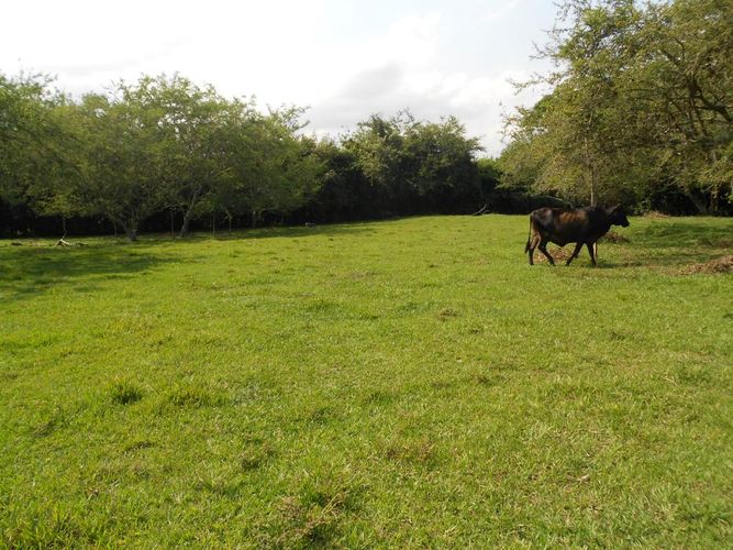 Lote en venta en Pance, Cali, 15600 m² · foto 10 de 15
