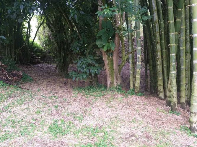 Lote en venta en El Rosal, Rionegro, 4000 m² · foto 9 de 9