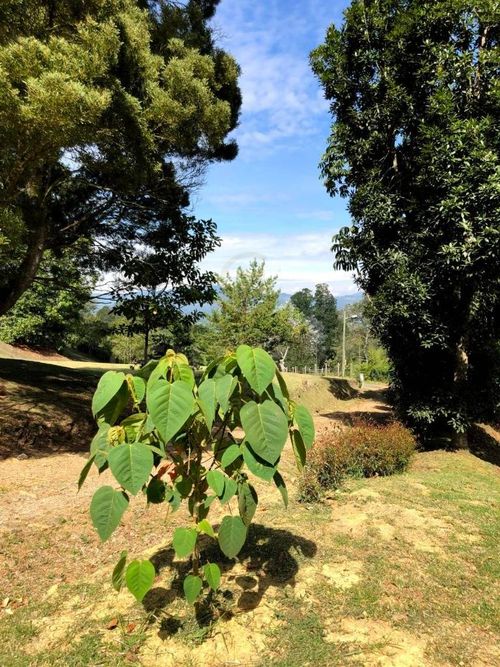Finca en venta en Guamito, La Ceja, 160 m² · foto 16 de 20