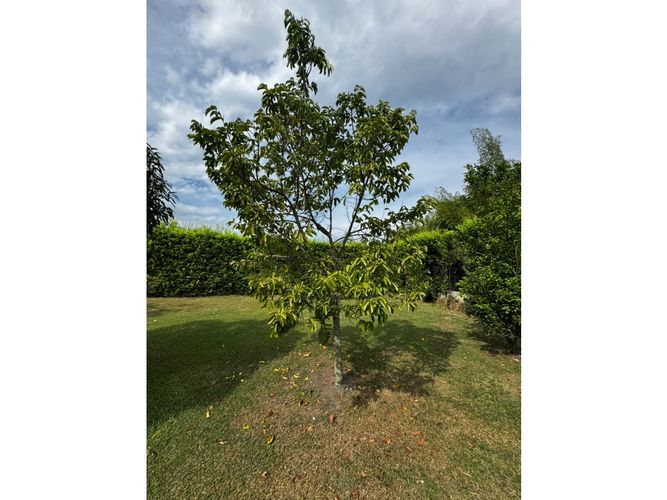 Lote en venta en Guayabal, Palmira, 3060 m² · foto 13 de 24