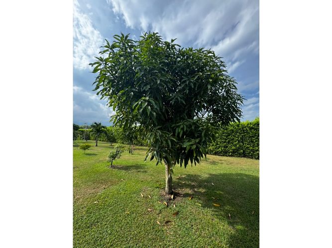 Lote en venta en Guayabal, Palmira, 3060 m² · foto 14 de 24