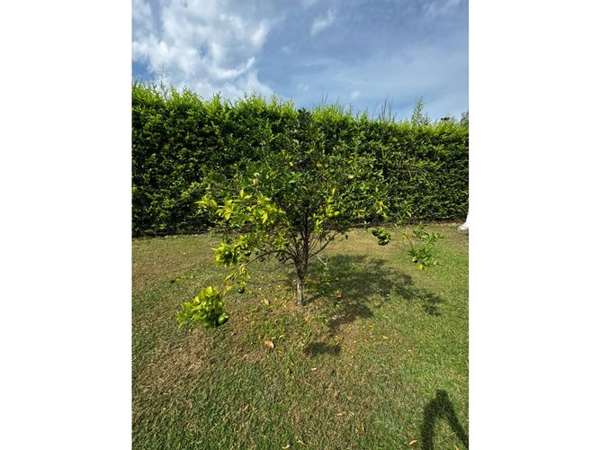 Lote en venta en Guayabal, Palmira, 3060 m² · foto 15 de 24