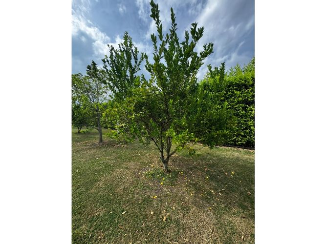 Lote en venta en Guayabal, Palmira, 3060 m² · foto 17 de 24
