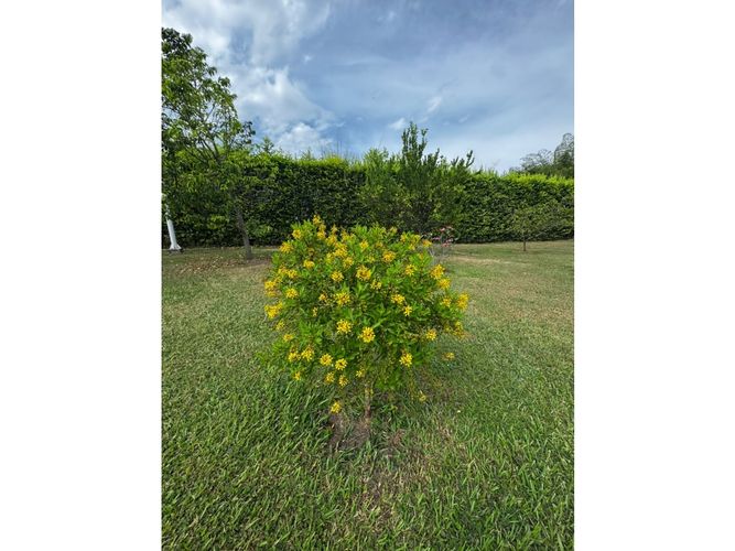 Lote en venta en Guayabal, Palmira, 3060 m² · foto 19 de 24