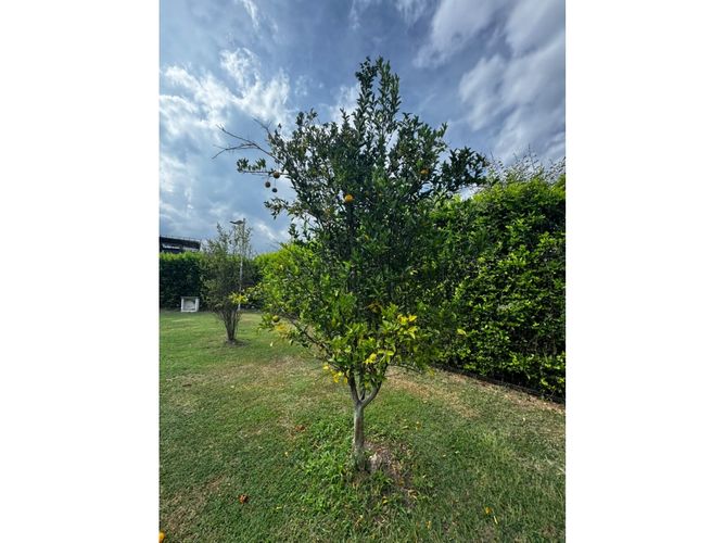 Lote en venta en Guayabal, Palmira, 3060 m² · foto 21 de 24
