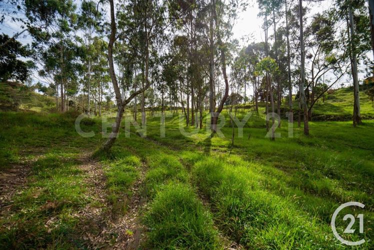 Lote en venta en El Zango, Guarne, 33000 m² · foto 2 de 7