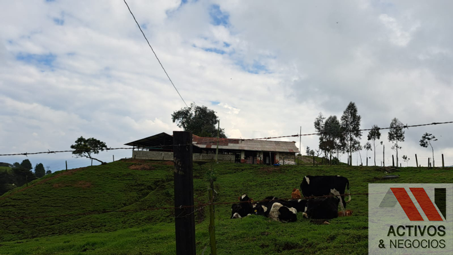 Finca en venta en San Felix, Bello · foto 5 de 24