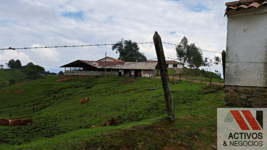 Finca en venta en San Felix, Bello · foto 6 de 24