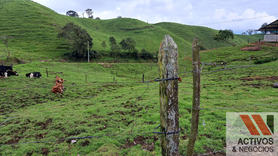 Finca en venta en San Felix, Bello · foto 13 de 24