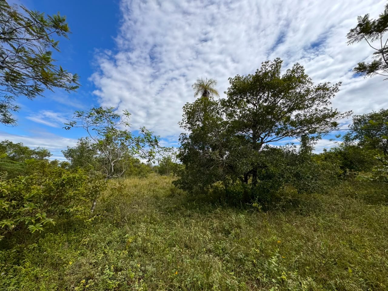 Vendo 6 hectáreas en Carapegua - Compañía Pacheco — foto 3