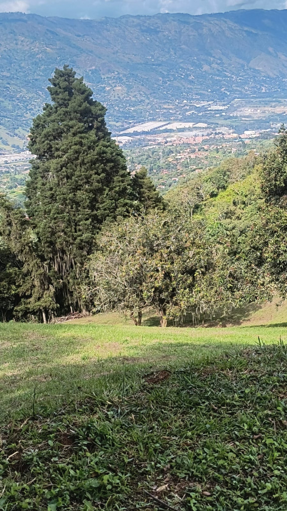 Land in Centro (4500 m²) for Sale - 2
