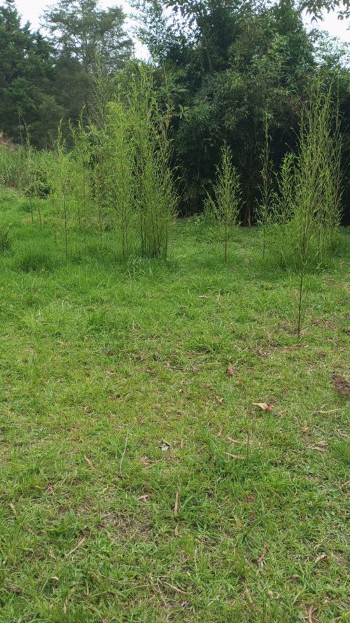 Lote en venta en Alto De La Virgen, Guarne · foto 5 de 7