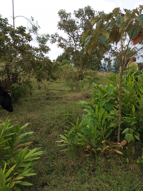 Lote en venta en La Clara, Guarne · foto 2 de 4