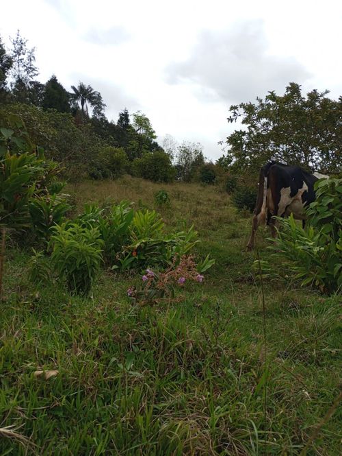 Lote en venta en La Clara, Guarne · foto 3 de 4