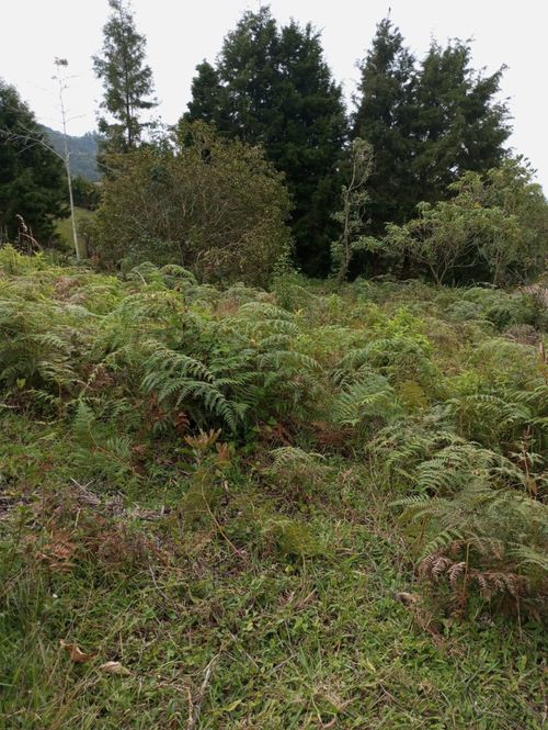 Lote en venta en La Clara, Guarne · foto 4 de 4