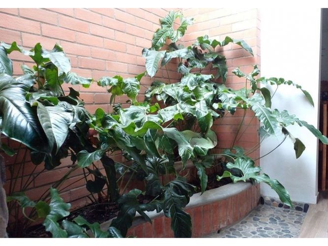 Casa de 4 alcobas en venta en El Chocho, Envigado, 375 m² · foto 12 de 20