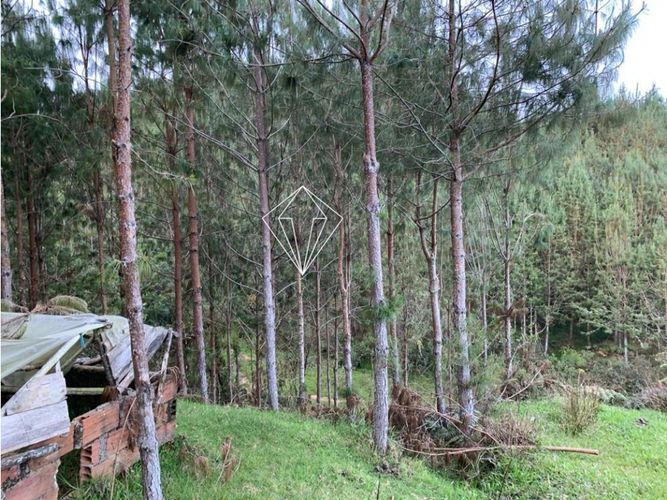 Lote en venta en Campo Alegre, El Carmen de Viboral, 5000 m² · foto 21 de 23