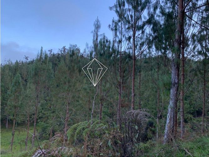 Lote en venta en Campo Alegre, El Carmen de Viboral, 5000 m² · foto 22 de 23